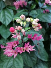 Delicate Pink Heart Vine Flowers in Tropical Garden, Vietnam