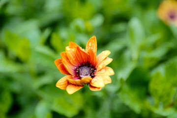 Close-up of vibrant orange daisies with purple centers, adorned with dewdrops, blooming vividly against a lush green background.