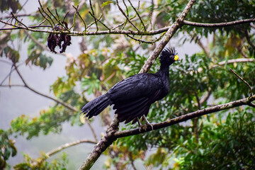 Black male caracara bird with distinctive crest perched on tropical forest branch