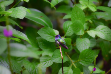 Tiny violet-headed hummingbird perched delicately on thin forest vine