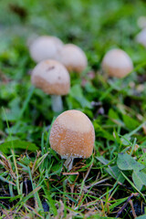 Wild Mushrooms Growing in Grass During Early Morning