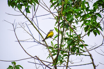 Bright yellow-breasted flycatcher on bare branch in natural habitat