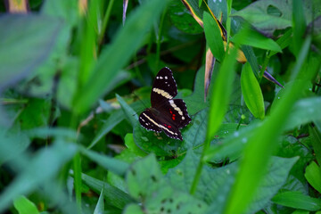 Black and white longwing butterfly resting on green leaf in jungle