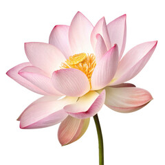 Fototapeta premium Pink lotus flower isolated on transparent background
