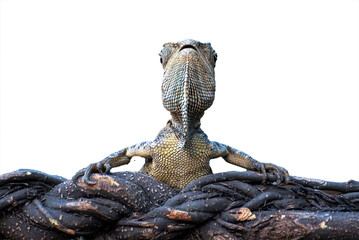 Dragon forest lizard on a branch
