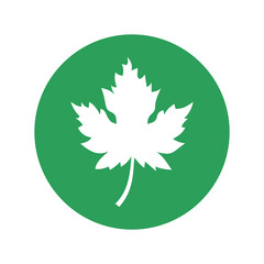 Obraz premium Maple leaf icon isolated on transparent background