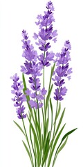 Lavender blossoms, vibrant purple hues, displayed against a white background with detailed green leaves