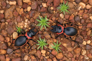 Copper-bordered Ground Beetle(Mouhotia batesi)
The breast is glossy black with pink or copper-green edges, which is the origin of the name.
It is a protected wild animal of the insect type in Thailand