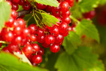 Vibrant clusters of red currants hanging from lush green leaves, showcasing the natural beauty and freshness of summer fruits in a garden setting with rich textures