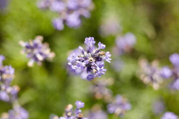Close-up view of vibrant lavender flowers in a lush garden setting, showcasing delicate petals and rich colors, evoking a sense of tranquility and natural beauty
