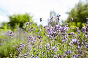 Lavender flowers blooming in a vibrant garden, showcasing delicate purple petals and lush green...