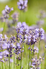 Lavender flowers blooming in a vibrant green field, showcasing delicate purple petals and lush foliage, creating a serene and tranquil natural environment with beauty and elegance