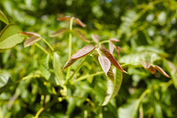 Walnut tree leaves in vibrant green hues with delicate pink edges, showcasing lush foliage and...