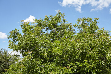 Walnut tree with lush green foliage under a bright blue sky, showcasing vibrant leaves and natural beauty in a serene outdoor environment with copy space