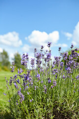Lavender flowers blooming in a lush green garden under a bright blue sky with fluffy white clouds,...