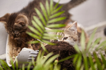 Two playful kittens exploring a potted plant, with soil scattered around, surrounded by lush green leaves, showcasing their curiosity and playful nature in a cozy indoor setting