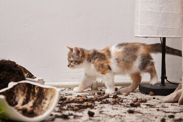 Playful calico kitten exploring a messy living room, surrounded by scattered soil and pet food,...