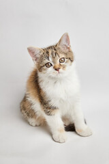 Playful tabby kitten with soft fur and bright eyes, sitting gracefully on a light background, showcasing its adorable features and charming personality