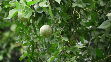 A close-up view of a bael fruit hanging from a tree. known as Aegle marmelos, sname Bengal quince, golden apple, Japanese bitter orange, stone apple or wood apple. 