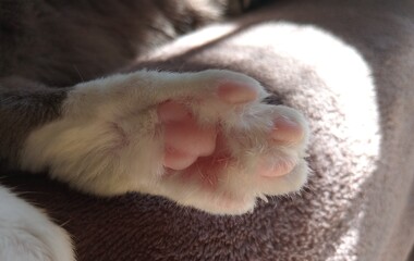 Pink Cat Toes