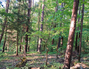 Landscape of wild forest in northern Poland.