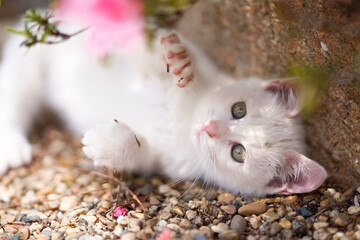 5月、すくすく育つ白い仔猫