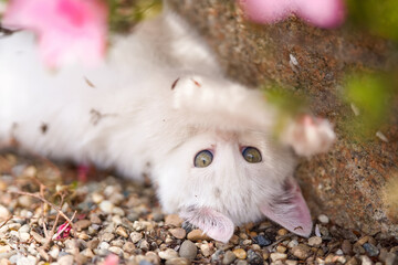 5月、すくすく育つ白い仔猫
