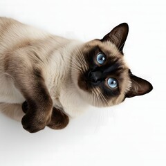 Adorable Cat with Paws Raised on White Background