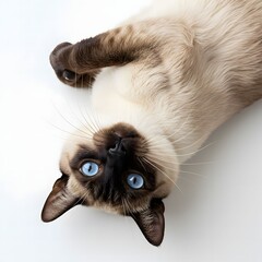 Blue Eyed Siamese Cat Looking Straight at Camera