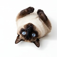 Siamese Cat Begging Pose on White Background