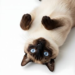 Cute Siamese Cat with Blue Eyes Sitting Upright