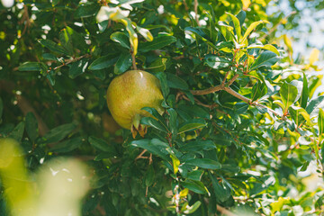 A pomegranate fruit hangs from a lush green tree. The fruit is yellowish-green, surrounded by vibrant leaves, symbolizing local and organic agriculture.