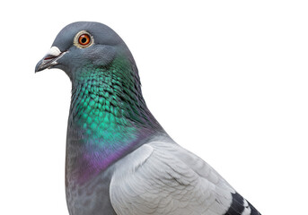 Close up profile of a beautiful racing pigeon with iridescent neck feathers isolated on transparent background