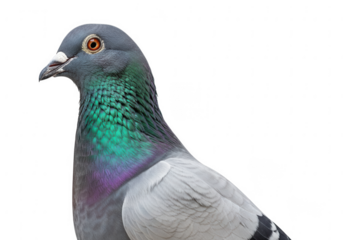 Close up profile of a beautiful racing pigeon with iridescent neck feathers isolated on transparent background