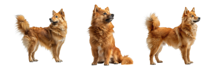 Finnish Spitz Set Isolated on Transparent Background. PNG. 