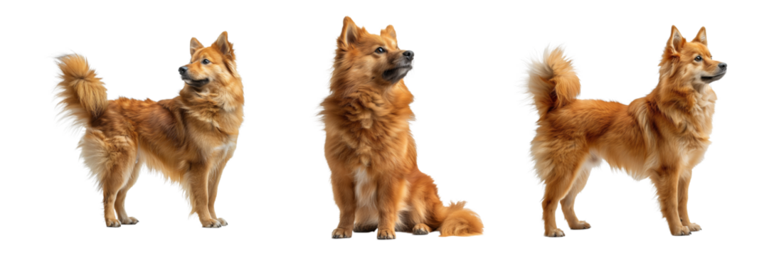 Finnish Spitz Set Isolated on Transparent Background. PNG. 