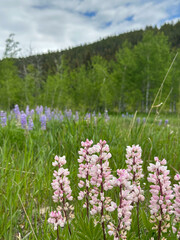 Delicate pink and purple lupines bloom in a vibrant mountain meadow surrounded by fresh green foliage and forested hills under a cloudy blue sky&mdash;perfect for spring or summer nature themes.