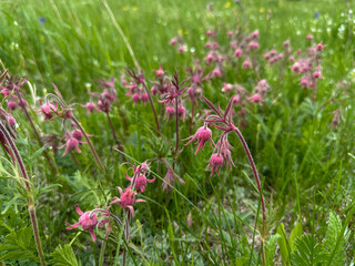 Close-up of delicate pink Old Man’s Whiskers wildflowers (Geum triflorum) blooming in a lush green meadow. A soft, natural scene ideal for spring or alpine flora themes