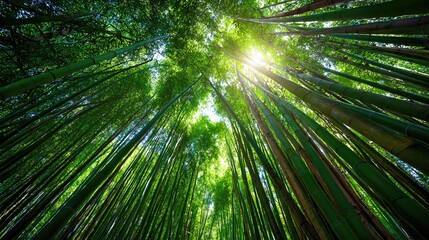 Fototapeta premium Tall bamboo stalks rise in harmony, their vivid hues bathed in sunlight, creating a serene sanctuary for quiet reflection and natural beauty. 