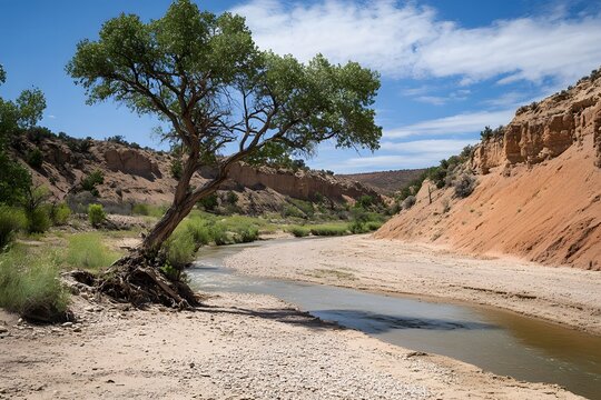 A cracked and dry riverbed with a single tree struggling to survive in the harsh arid environment of a prolonged drought 