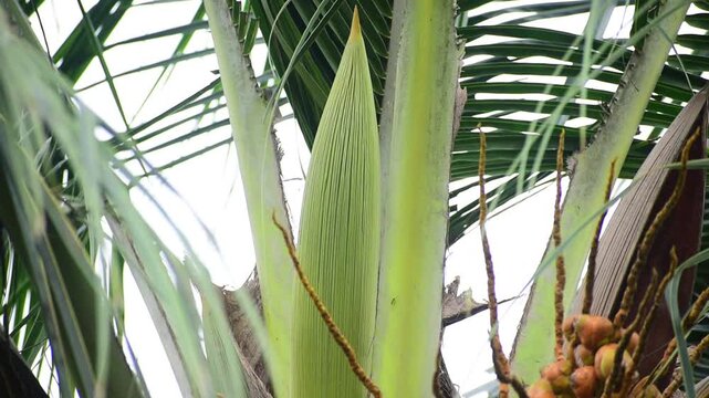 Coconut tree with flowers close up view.
