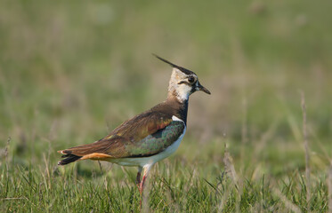 Various adult northern lapwings (Vanellus vanellus) photographed on the ground with a worm in their beak, close-up