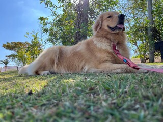 A foto é um retrato perfeito da raça Golden Retriever: amável, brincalhão, inteligente e cheio...
