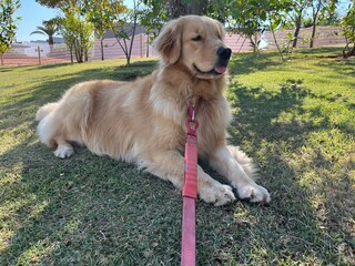 A foto é um retrato perfeito da raça Golden Retriever: amável, brincalhão, inteligente e cheio...