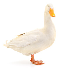 White Domestic Duck Isolated on White Background