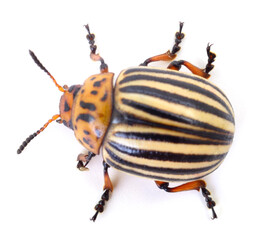 Colorado Potato Beetle Isolated on White Background