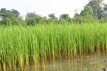 Rice nursery in the field. Growing rice nursery in the field before monsoon. paddy seedling in agriculture field. rice farming in India. Rice seedling. 