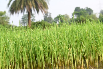 Rice nursery in the field. Growing rice nursery in the field before monsoon. paddy seedling in agriculture field. rice farming in India. Rice seedling. 