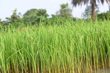 Rice nursery in the field. Growing rice nursery in the field before monsoon. paddy seedling in agriculture field. rice farming in India. Rice seedling. 