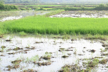 Rice nursery in the field. Growing rice nursery in the field before monsoon. paddy seedling in agriculture field. rice farming in India. Rice seedling. 